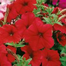 Petunia Multiflora Red Petunia Flower 500 Seeds Fresh Seeds