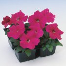 Petunia Multiflora Rose Petunia Flower 250 Seeds Fresh Seeds