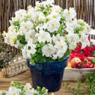 Petunia Multiflora White Petunia Flower 500 Seeds Fresh Seeds