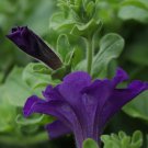 Petunia Petunia Nana Compacta Flower 5000 Seeds Fresh Seeds
