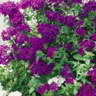 Phlox Drummondii 21St Century Blue Flower 50 Seeds Fresh Seeds