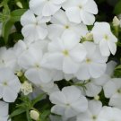 Phlox Drummond White Phlox Flower 1000 Seeds Fresh Seeds