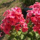 Phlox Phlox Crimson Beauty Flower 1000 Seeds Fresh Seeds