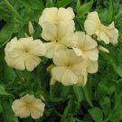 Phlox Yellow Phlox Flower 5000 Seeds Fresh Seeds
