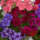 Phlox Phlox Drummondii Mix Flower 2000 Seeds Fresh Seeds