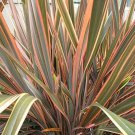 Phormium Tenax New S New Zealand Flax Ornamental Grass 200 Seeds Fresh Seeds