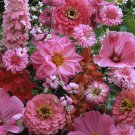 Pink Flower Pink Mix WildFlower 10000 Seeds Fresh Seeds