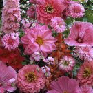 Pink Flower Pink Mix WildFlower 5000 Seeds Fresh Seeds
