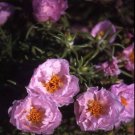 Pink Moss Rose Pink Portulaca Ground Cover 10000 Seeds Fresh Seeds