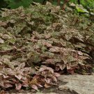 Pink Polka Dot Plant Hypoestes Pink 100 Seeds Fresh Seeds