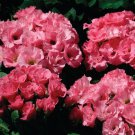 Pink Shades Common Primrose Garden Flower Plant 20 Seeds Fresh Seeds