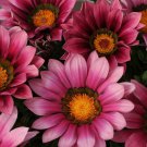 Pink Treasure Flower Gazania Rigens Ground Cover Plant 25 Seeds Fresh Seeds