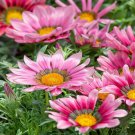 Pink Treasure Flower Gazania Rigens Ground Cover Plant 50 Seeds Fresh Seeds