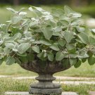 Plectranthus Argentatus Silver Shield Silver Spurflower Flower 30 Seeds Fresh Seeds