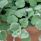 Plectranthus Silver Crest Foliage Plant 10 Seeds Fresh Seeds