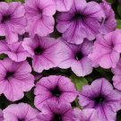 Plum Vein Easy Wave Petunia Flower 30 Seeds Fresh Seeds