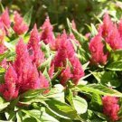 Plume Flower Celosia Plumosa Nana Glitters Pink 250 Seeds Fresh Seeds