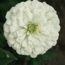 Polar Bear Zinnia White Zinnia Flower 2000 Seeds Fresh Seeds