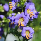 Polemonium Blue Jacobs Ladder Flower 2000 Seeds Fresh Seeds