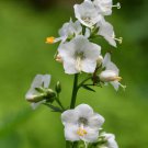 Polemonium White Jacobs Ladder Flower 1000 Seeds Fresh Seeds