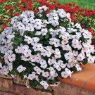 Polka Dot Vinca Spreading Ground Cover Flower Plant 50 Seeds Fresh Seeds