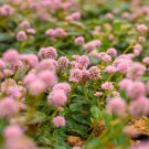 Polygonum Capitatum Pink Knotweed Ground Cover 2000 Seeds Fresh Seeds