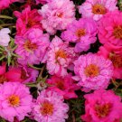 Portulaca Grandiflora Happy Hour Pink Passion Groundcover Mix 500 Seeds Fresh Seeds