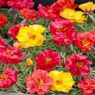 Portulaca Moss Rose Happy Hour Ground Cover 500 Seeds Fresh Seeds