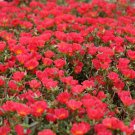 Portulaca Oleracea Toucan Scarlet Shades Herb 100 Seeds Fresh Seeds
