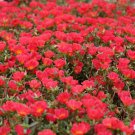 Portulaca Oleracea Toucan Scarlet Shades Herb 200 Seeds Fresh Seeds