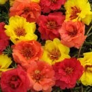 Portulaca Tropical Ground Cover Mix 500 Seeds Fresh Seeds
