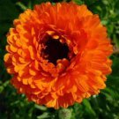 Pot Marigold Drought Resistant Calendula Officinalis Geisha Girl Flower 2000 Seeds Fresh Seeds
