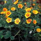 Potentilla Himalayan Cinquefoil Orange Starlit Garden Flower Plant 500 Seeds Fresh Seeds