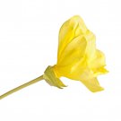 Primrose Dwarf Evening Primrose Flower 2000 Seeds Fresh Seeds
