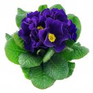 Primrose Primula Acaulis Blue Common Primrose Flower 200 Seeds Fresh Seeds