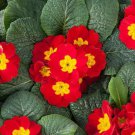 Primrose Scarlet Primula Acaulis Flower 200 Seeds Fresh Seeds