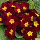 Primula Acaulis Danessa Burgundy Common Primrose Flower 50 Seeds Fresh Seeds