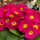 Primula Acaulis Danessa Pink Shades Garden Flower 50 Seeds Fresh Seeds
