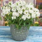 Prunella White Prunella Self Heal Ground Cover 400 Seeds Fresh Seeds