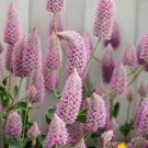 Ptilotus Exaltatus Joey Flower 10 Seeds Fresh Seeds
