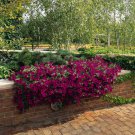 Purple Classic Wave Petunias Only Grow 5 7 Inches Tall 30 Seeds Fresh Seeds