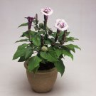 Purple Datura Metel For Your Flower Garden 20 Seeds Fresh Seeds