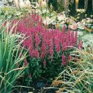 Purple Loosestrife Lythrum Salicaria Rosy Gem Flower 5000 Seeds Fresh Seeds