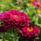 Purple Zinnia Zinnia Elegans Purple Prince Flower 2000 Seeds Fresh Seeds