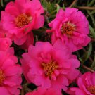 Purslane Portulaca Grandiflora Fuchsia Herb Ground Cover 100 Seeds Fresh Seeds