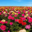 Ranunculus Persian Buttercup Mix Flower 20 Seeds Fresh Seeds
