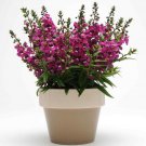 Raspberry Angelonia Serenita Garden Flower Plant 15 Seeds Fresh Seeds