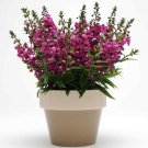 Raspberry Angelonia Serenita Garden Flower Plant 30 Seeds Fresh Seeds