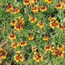 Ratibida Mexican Hat Flower 10000 Seeds Fresh Seeds
