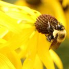 Ratibida Yellow Coneflower Garden Flower Plant 10000 Seeds Fresh Seeds